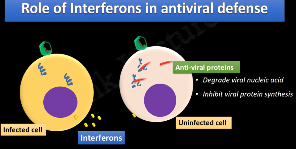 Significance of Interferons