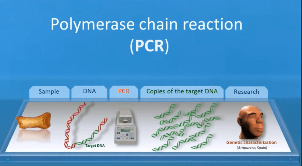 PCR का सिद्धान्त (Principle of PCR)