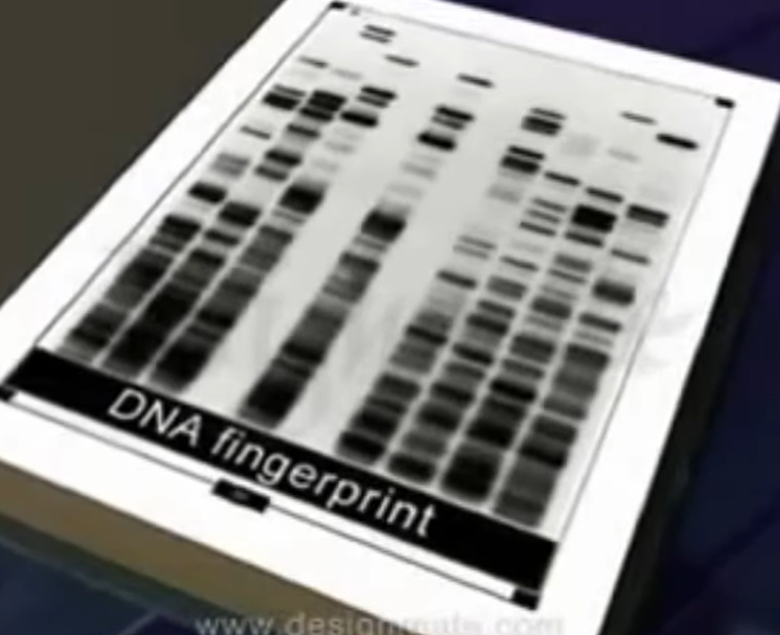 DNA फिंगरप्रिंटिंग की तकनीक…