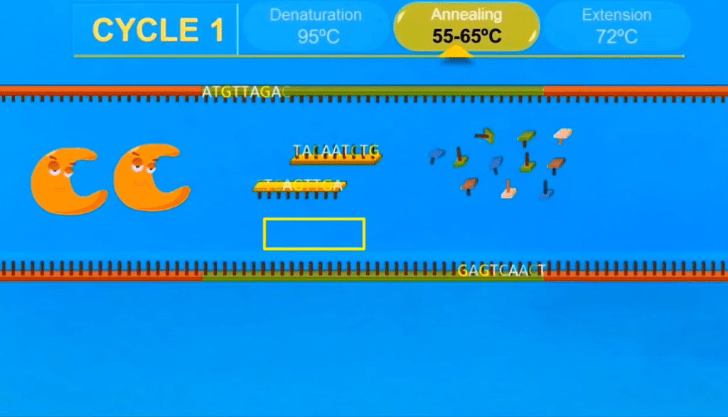 PCR का सिद्धान्त (Principle of PCR)