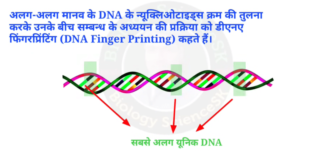 DNA फिंगरप्रिंटिंग की तकनीक…