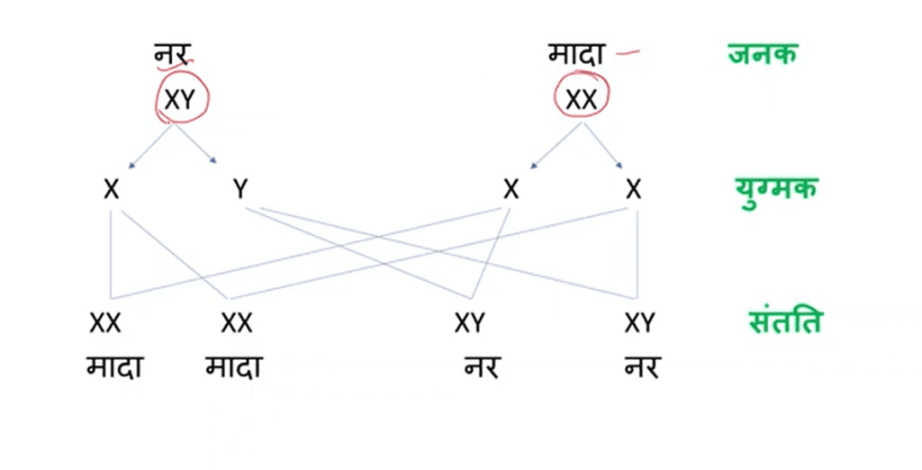 लिंग निर्धारण के सिद्धान्त 