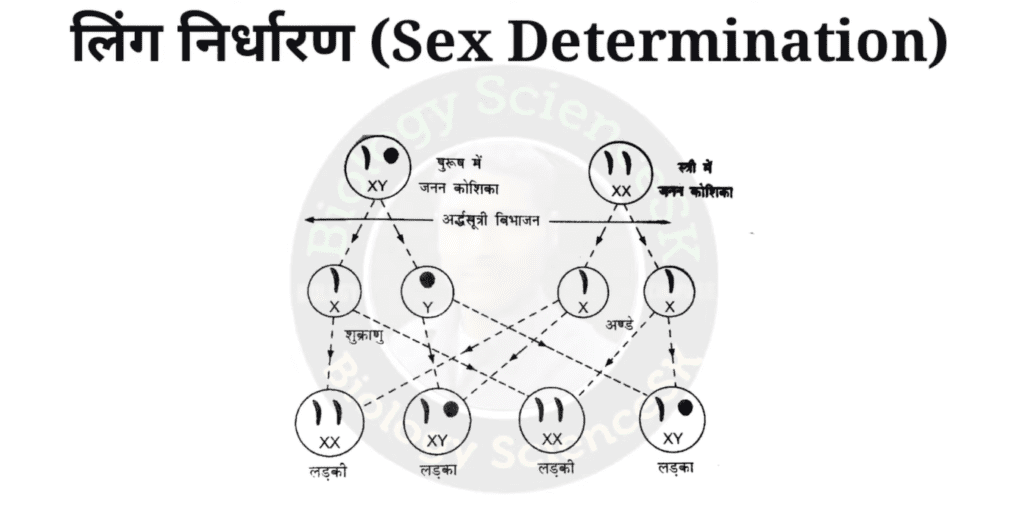 लिंग निर्धारण के सिद्धान्त 