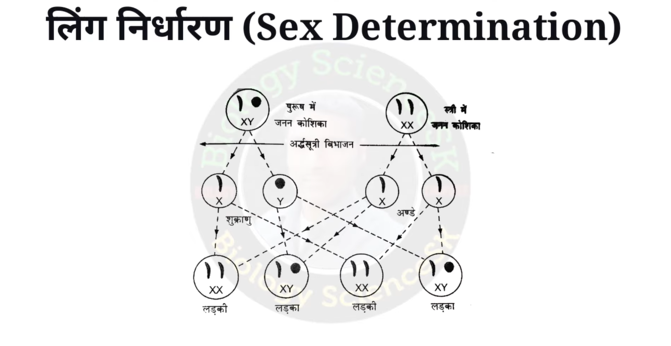 लिंग निर्धारण के सिद्धान्त