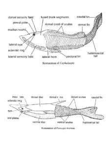 ओस्ट्राकोडर्म (Ostracoderms) का उत्पत्ति